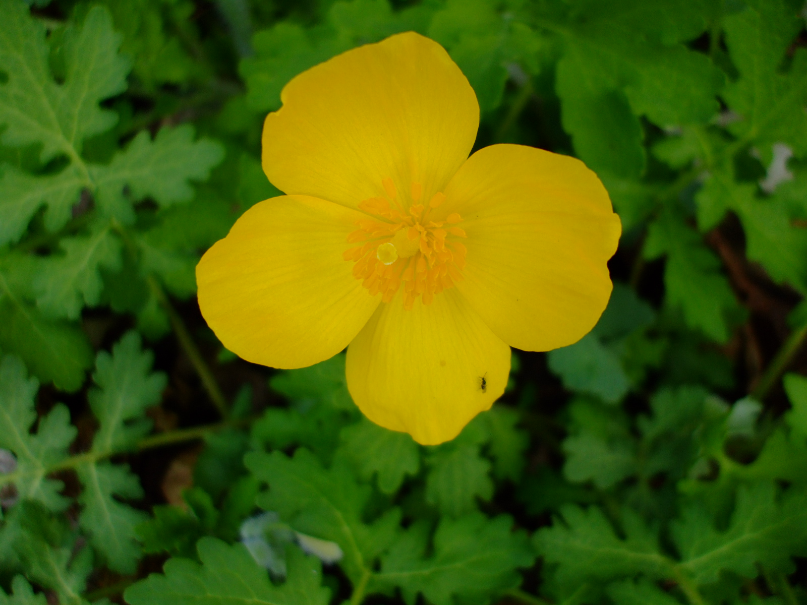 Stylophorum diphyllum